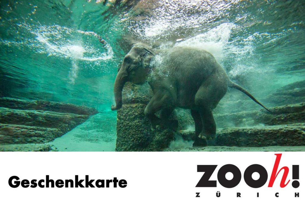 Zürich Zoo Geschenkkarte mit Abbildung eines Elefanten unter Wasser